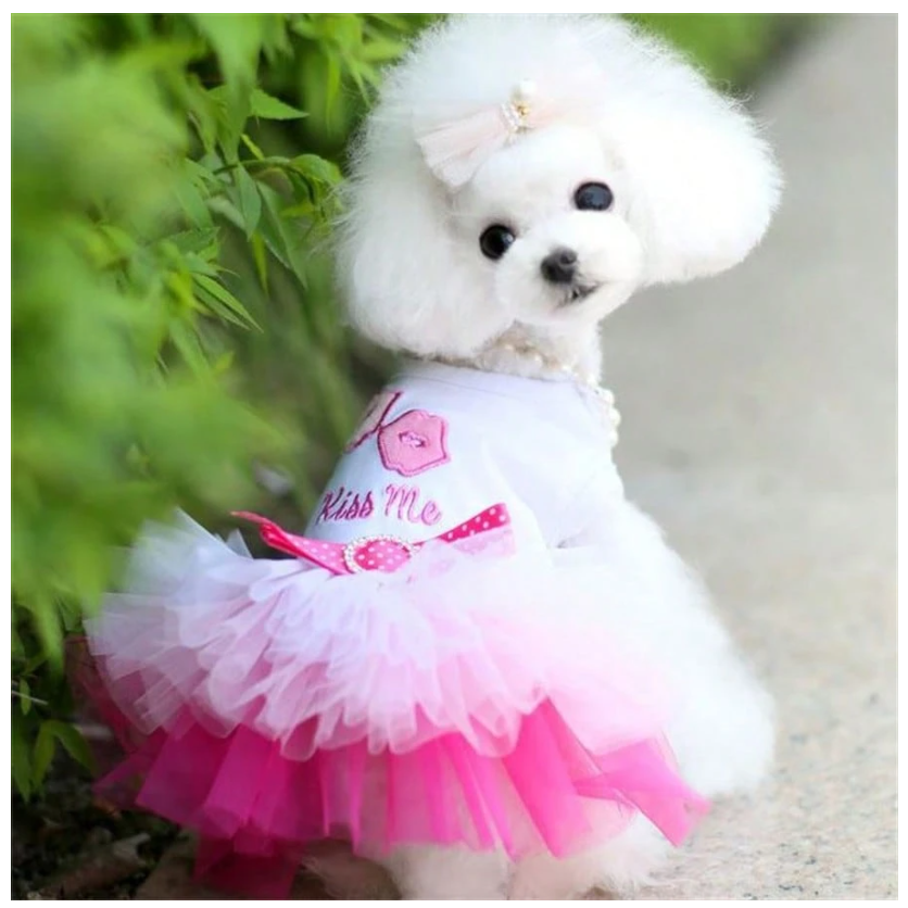 Charming Spring Lace Dress for Small Dogs - Ideal for Parties, Birthdays, and Weddings