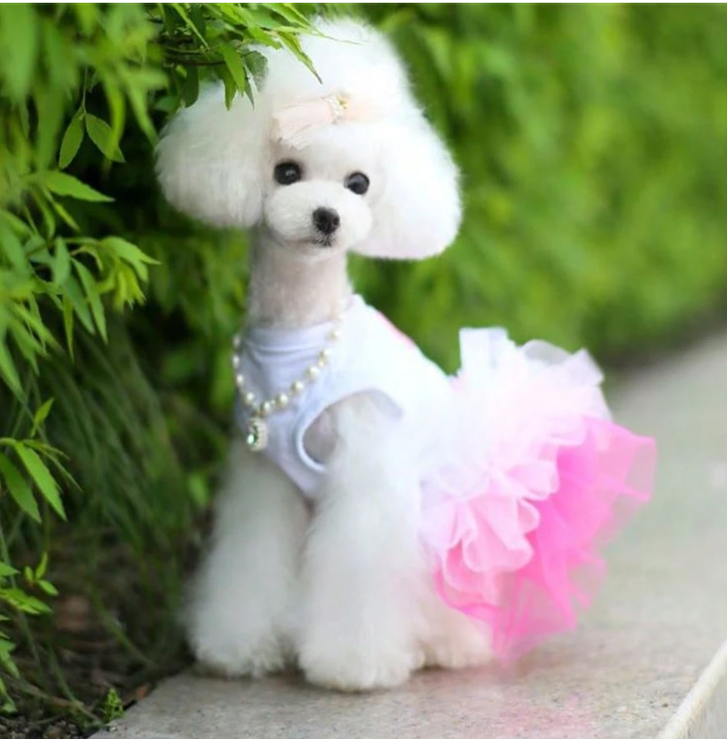 Charming Spring Lace Dress for Small Dogs - Ideal for Parties, Birthdays, and Weddings
