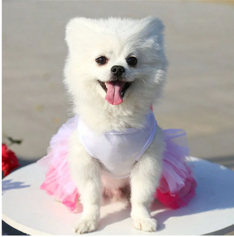 Charming Spring Lace Dress for Small Dogs - Ideal for Parties, Birthdays, and Weddings