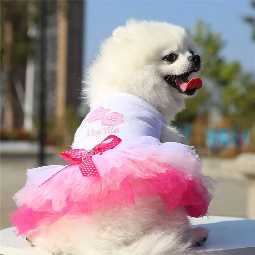 Charming Spring Lace Dress for Small Dogs - Ideal for Parties, Birthdays, and Weddings